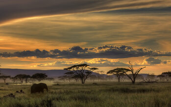 Umělecká fotografie Africa