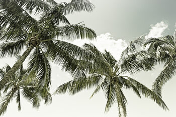 Fototapete Vintage Palm Trees