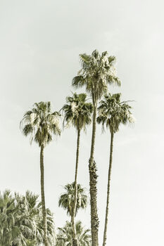 Fotografia artystyczna Palm Trees Summertime | Vintage