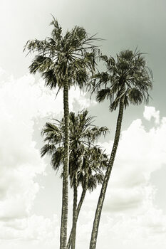 Umělecká fotografie Vintage palm trees summertime