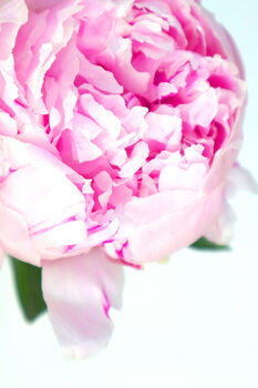 Ilustracija Pink peony photography