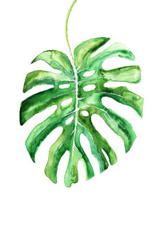 Canvas Print Watercolor monstera leaf