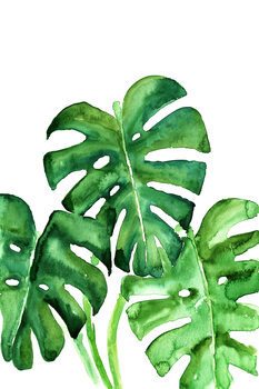 Canvas Print Watercolor monstera leaves