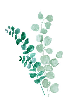 Ilustracja Eucalyptus two ways