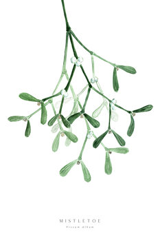 Ilustrace Watercolor mistletoe illustration