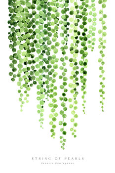 Illustrazione Watercolor string of pearls illustration