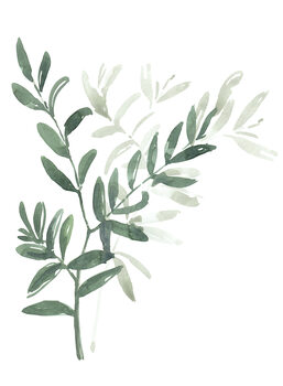 Illustration Watercolor laurel branch