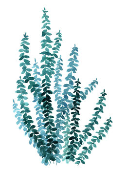 Ilustrácia Watercolor eucalyptus branch in teal