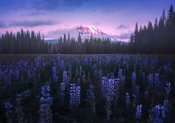 Umělecká fotografie Adam's Lupine