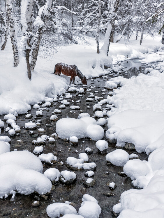 Kunstfotografie Drinking in snow