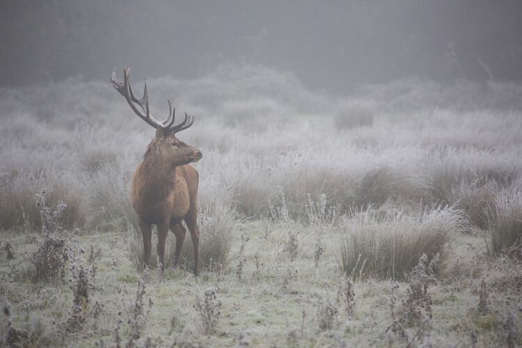 Kunstfotografie Prideful deer