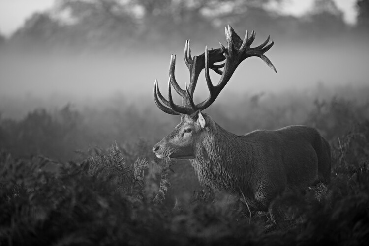 Kunstfotografie Sunny Morning