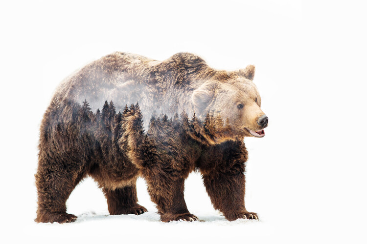 Kunstfotografie Bear
