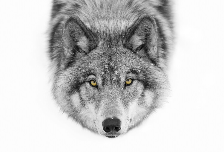 wolf yellow eyes wallpaper