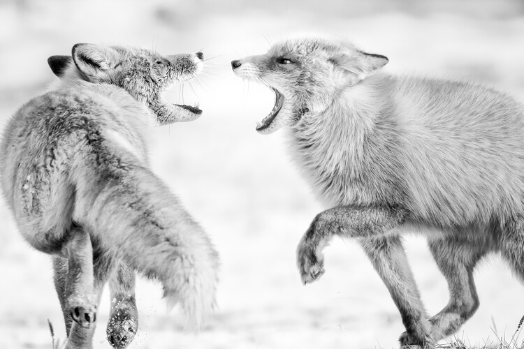Kunstfotografie Winter dream 2