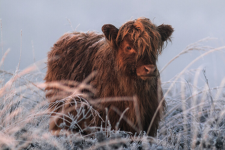 Kunstfotografie Little Highlander