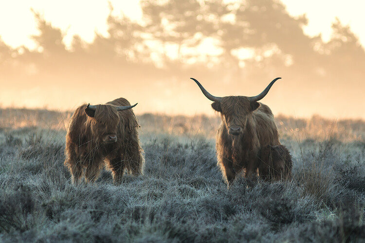 Fotografie Three Highlanders, Jaap van den, (40 x 26.7 cm)