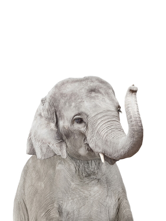 Elephant 2 Fototapet