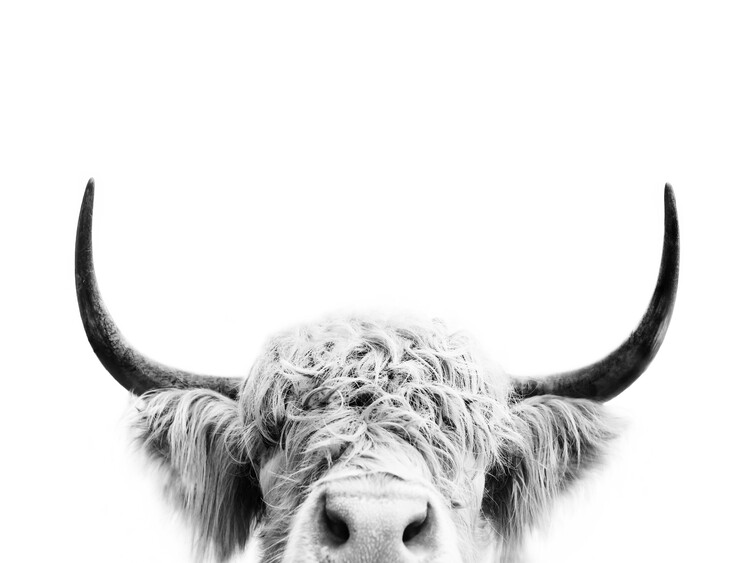 Art Photography Highland Cow With Big Horns