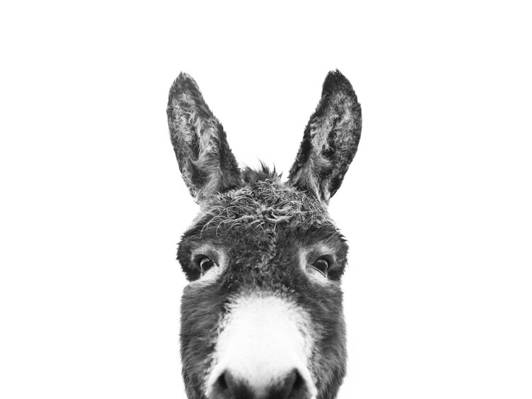Arte Fotográfica Hello donkey