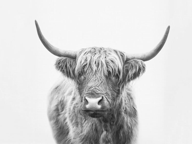 Highland Cattle - Poster und Plakate