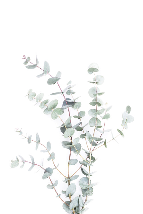 Arte Fotográfica Botanical i