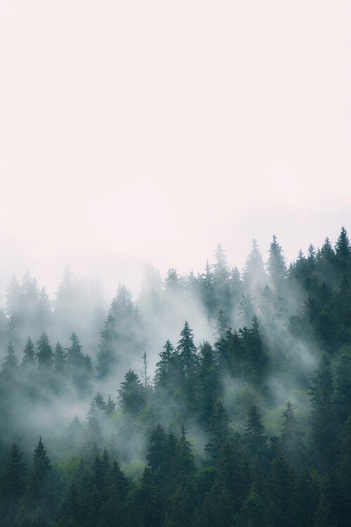 Lerretsbilde Fog and forest