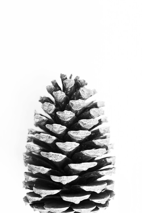 Arte Fotográfica Pinecone