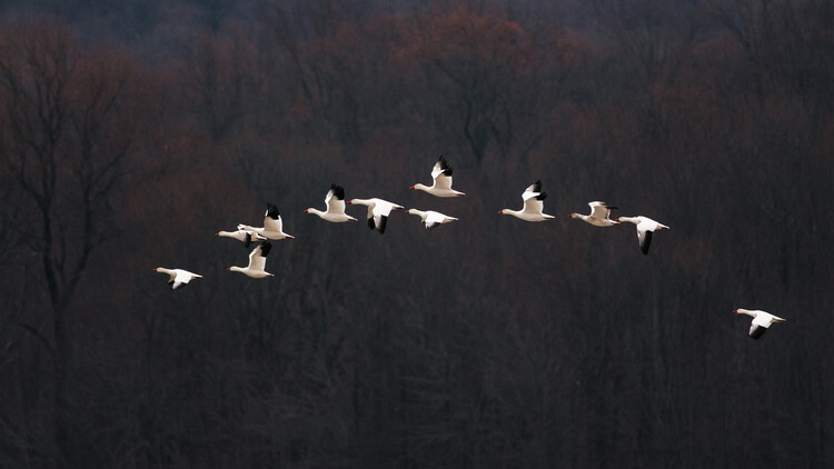 Kunstfotografie Snow Geese #2