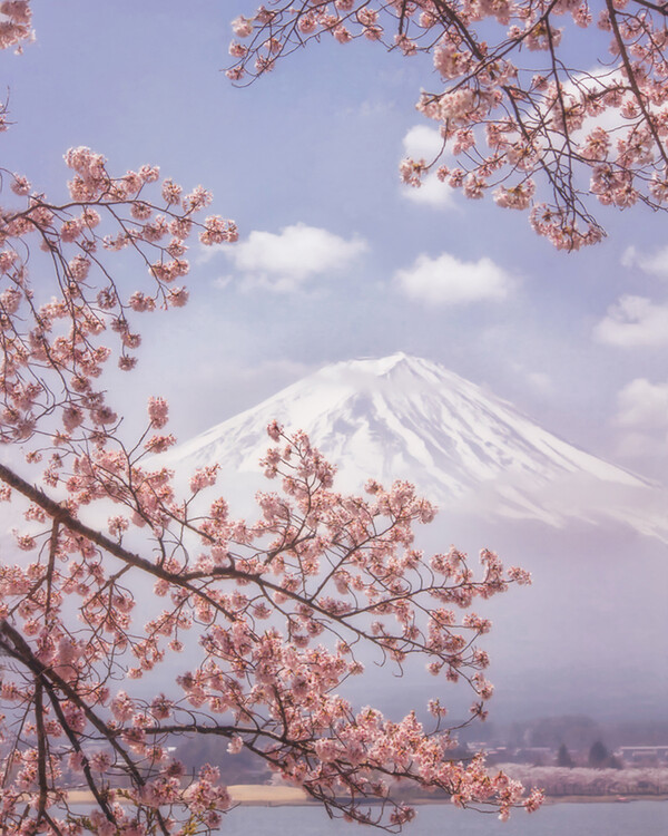 Umetniška fotografija Mt. Fuji in the cherry blossoms