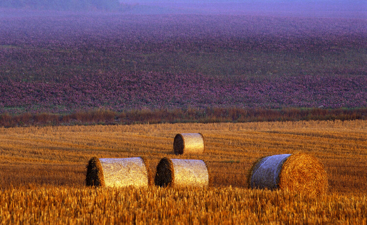 Art Photography Farmers field