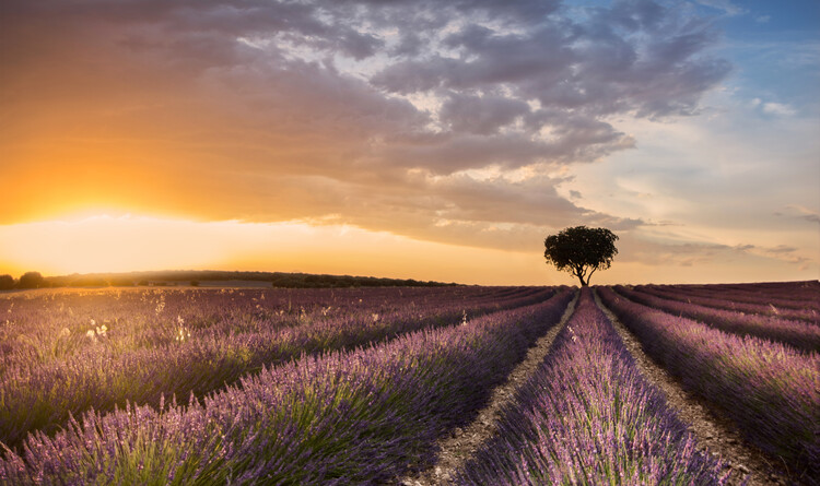 Konstfotografering DESTINATION LAVENDER