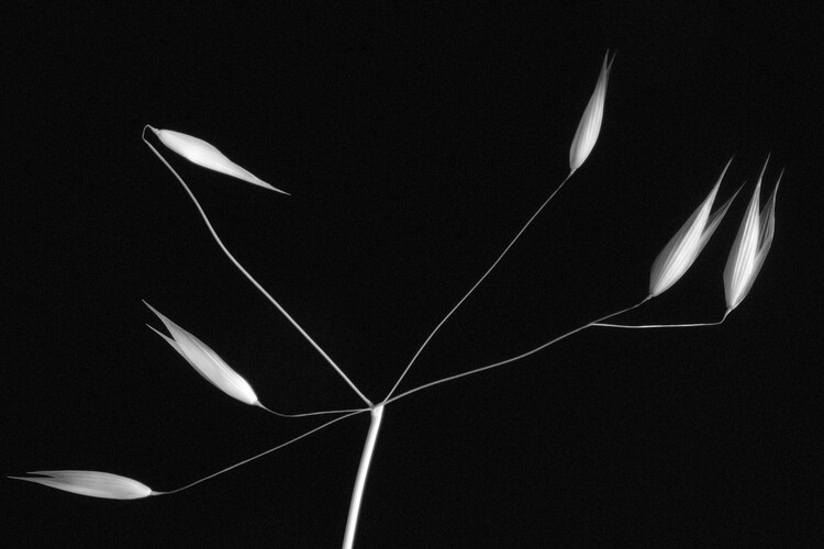Kunstfotografie Light and simplicity