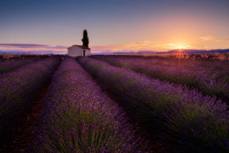 Konstfotografering Provence Lavender