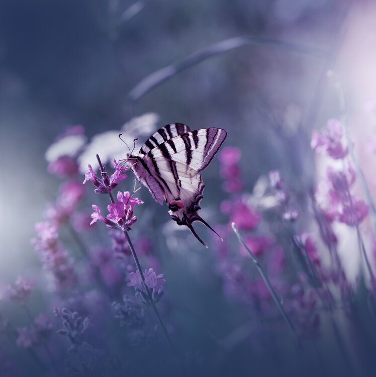 Konstfotografering Lavender Queen