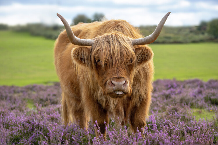 Cow In Evening Light by Roine Magnusson