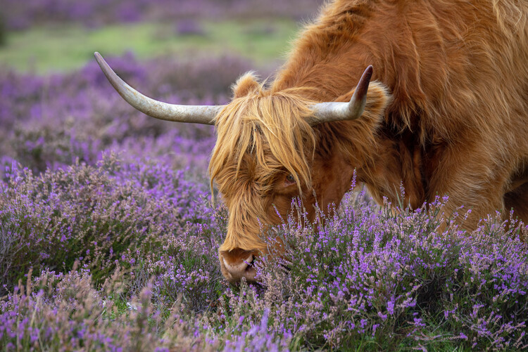 Art Photography Highland Cow With Big Horns