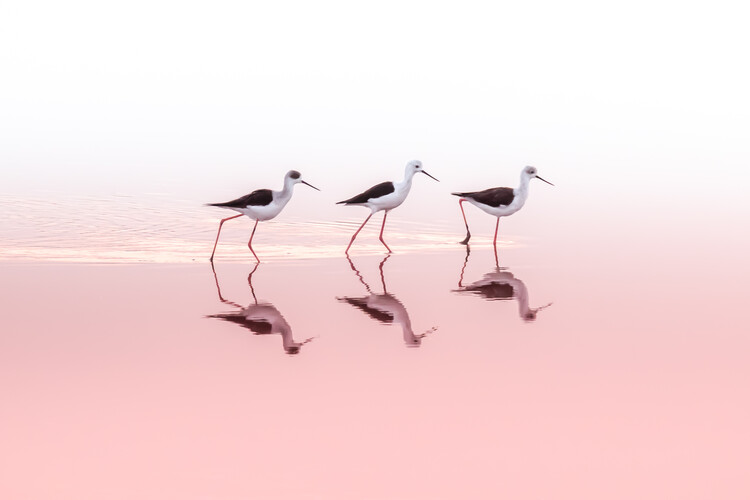 Kunstfotografie TRIO