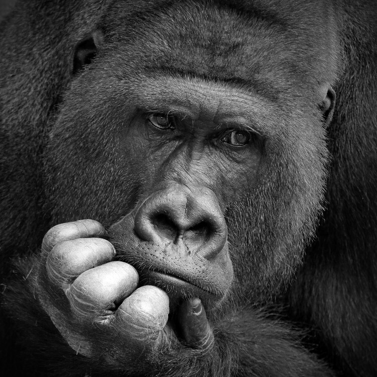 Tableau noir et blanc singe au toilette