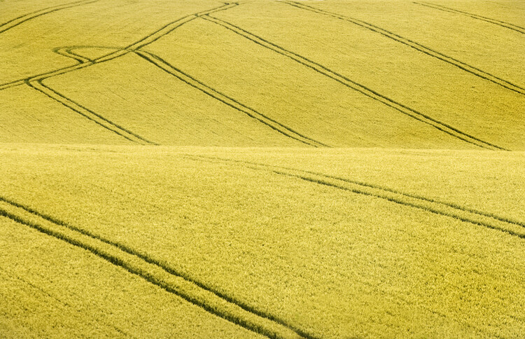 Umetniška fotografija Field #2