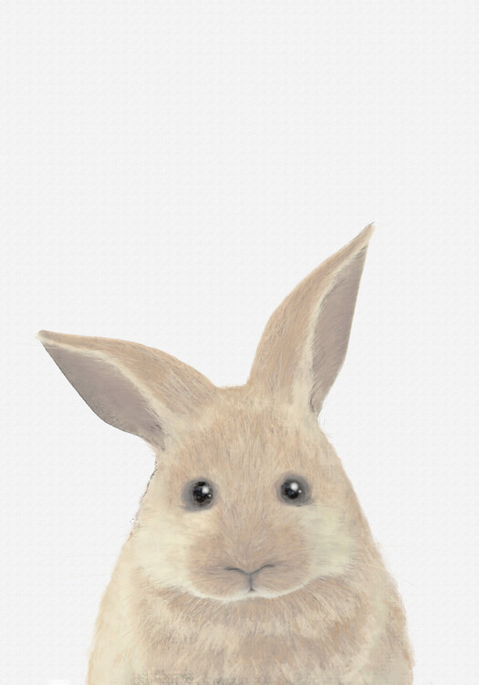 Illustration Rabbit