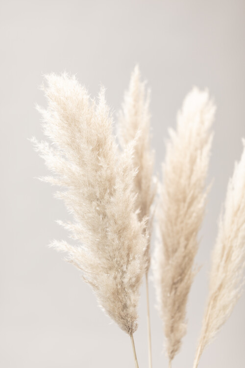 Fotografie Pampas Grass Grey 02, Studio Collection, 26.7x40 cm