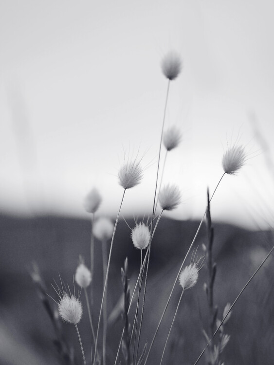 Fotografie Field Grass, Sisi & Seb, (30 x 40 cm)