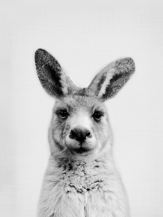 Kunstfotografi Kangaroo