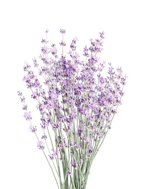Művészeti fotózás Lavender