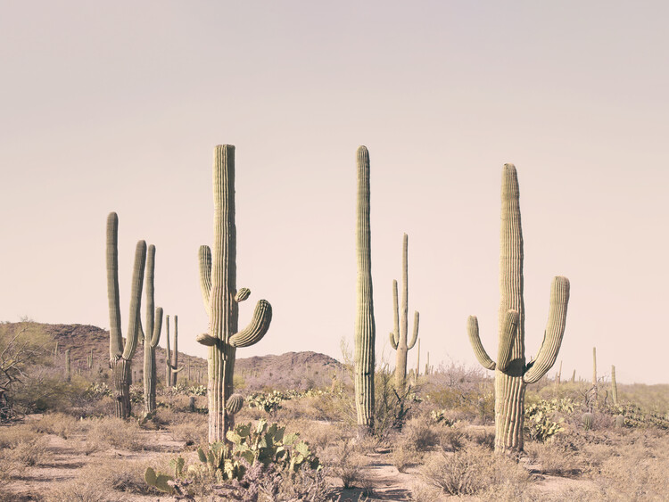 desert cactus wallpaper