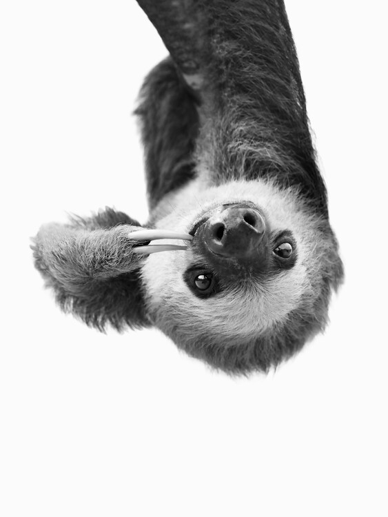 Fotografie Sloth BW, Sisi & Seb, (30 x 40 cm)