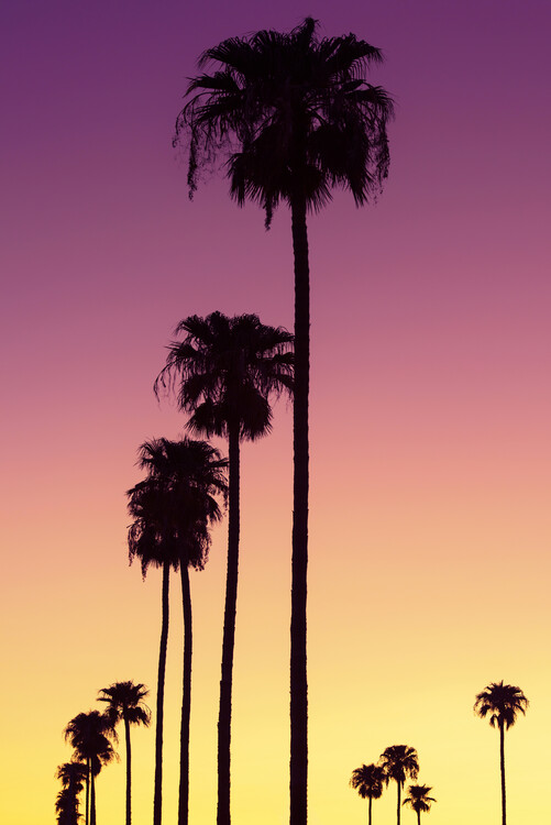 Canvas Print American West - Sunset Palm Trees