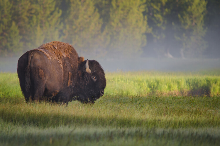 Valokuvataide Bison in Morning Light