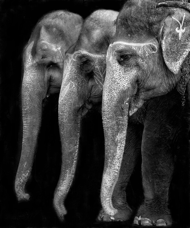 Art Photography Baby Elephant